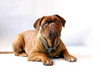 Chien dogue de Bordeaux